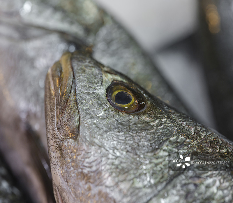 鱼的特写镜头图片素材