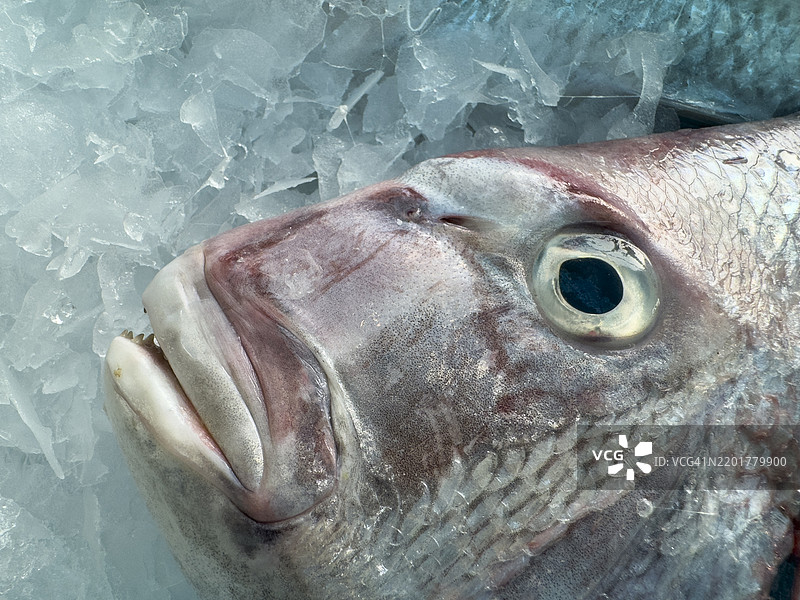 冰上的鱼特写图片素材
