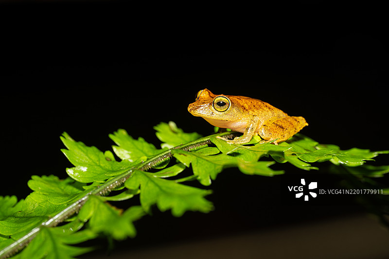 Pristimantis caryophyllaceus 有时被称为拉洛马强盗蛙图片素材