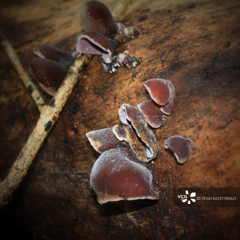 树干上生长的蘑菇特写，坦博林山，昆士兰，澳大利亚图片素材