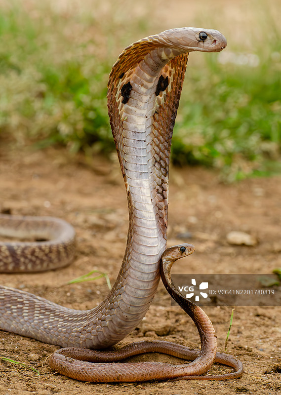 眼镜蛇特写镜头图片素材