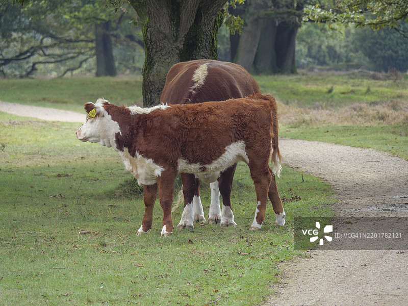一只小牛站在乡间小路旁，旁边是一头母牛，周围是树木，荷兰哈克斯贝根。图片素材