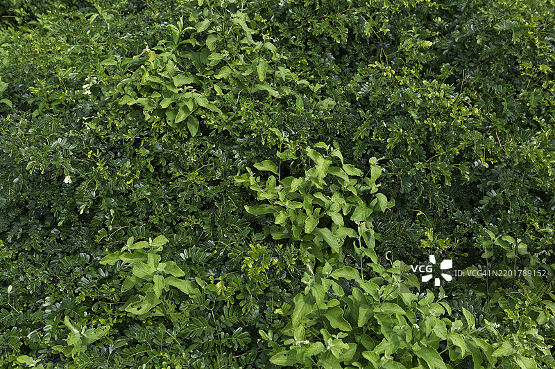 树叶拼贴画图片素材