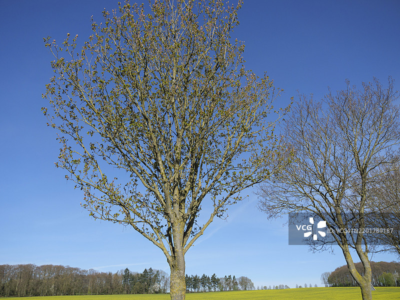 德国明斯特地区比勒贝克的草地上各种树木与湛蓝的天空图片素材