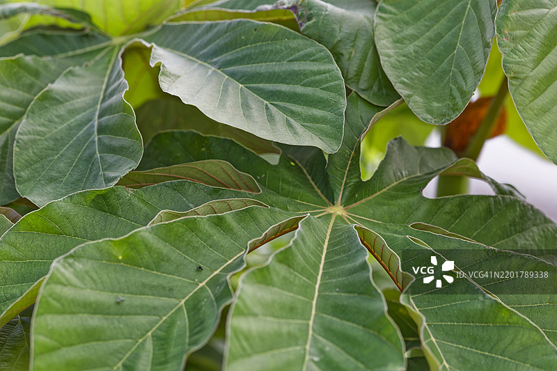 炮木叶图片素材