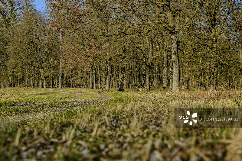 稀疏森林中干燥草地的小径，伊萨草地图片素材