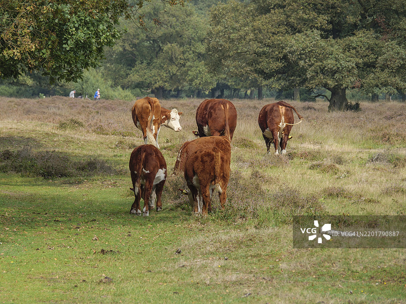 奶牛和小牛沿着一条乡村林地的小路行走，地点：荷兰哈克斯贝根图片素材