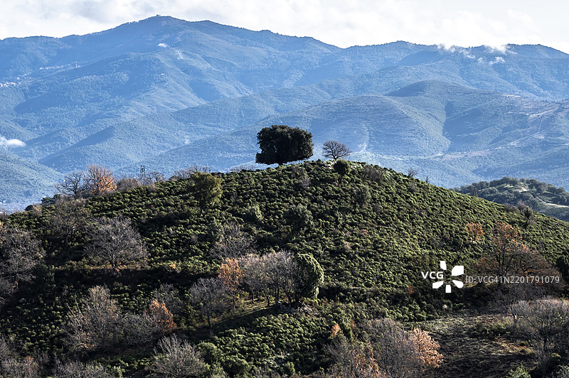 位于法国科西嘉岛PNR Corse的圣皮耶尔-德-维纳科附近山顶上的孤树图片素材