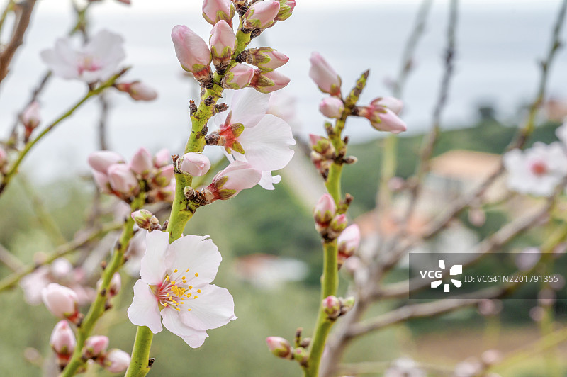 在法国科西嘉岛西海岸的卡尔热斯村前，盛开的杏仁花特写。图片素材