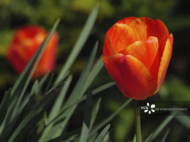 阳光下明亮的橙色郁金香花朵，背景为绿色，荷兰哈克斯贝赫。图片素材