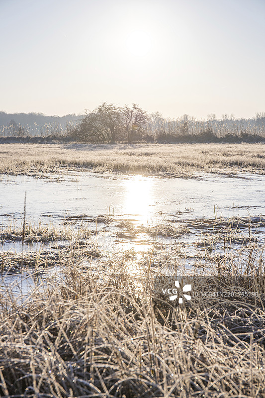 冬季日出时的霜冻景观。冬季的草地和静水，阳光下的冰晶和温暖色调。法兰克福附近城市森林中的自然保护区和开阔空间。图片素材