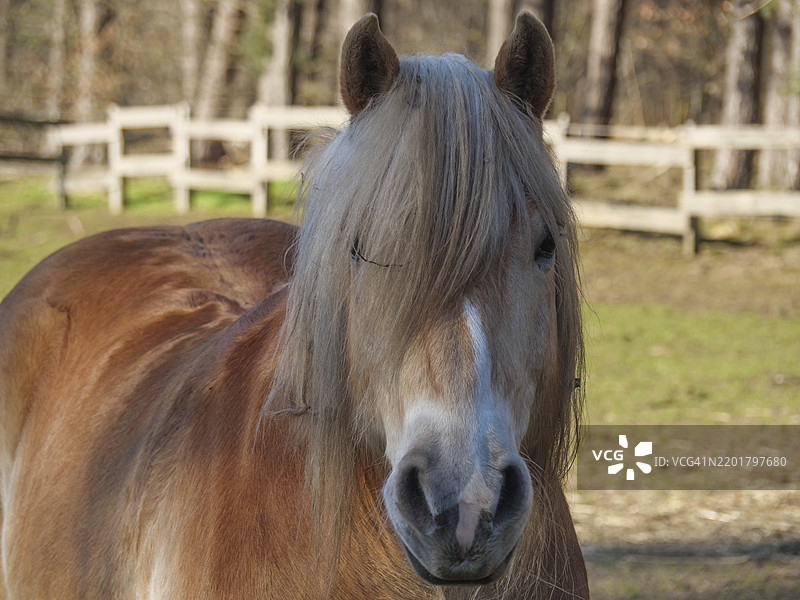 草地上近距离拍摄的金色马，前面有栅栏，德国北莱茵-威斯特法伦州阿豪斯，欧洲图片素材