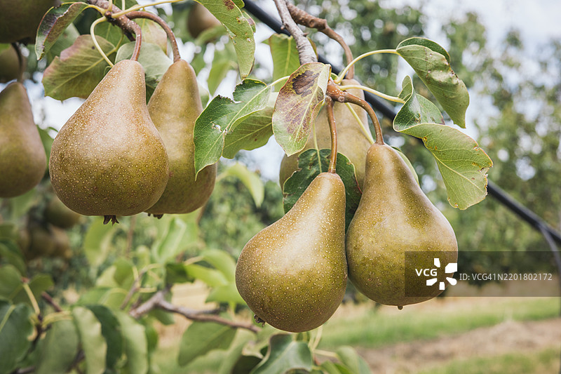 即将采摘的梨特写。梨树枝条的详细视图，正处于收获前的时刻。图片素材