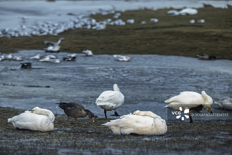 天鹅和鹅在冰岛风暴的严酷风中坚持不懈图片素材