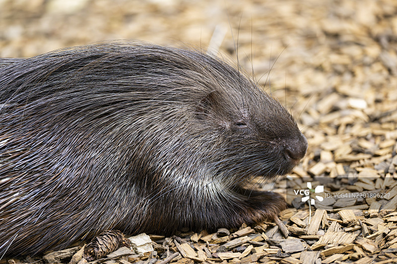 老世界豪猪（Hystrix cristata），德国，欧洲图片素材