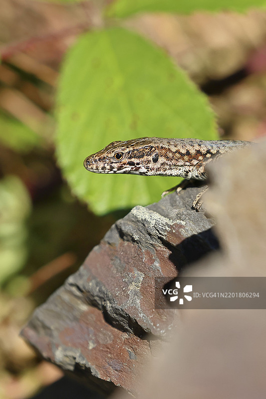 墙壁蜥蜴(Podarcis muralis),欧洲墙壁蜥蜴,动物肖像,葡萄园中,肖像,爬行动物,动物,蜥蜴,科赫姆,摩泽尔,莱茵兰-普法尔茨,德国,欧洲图片素材