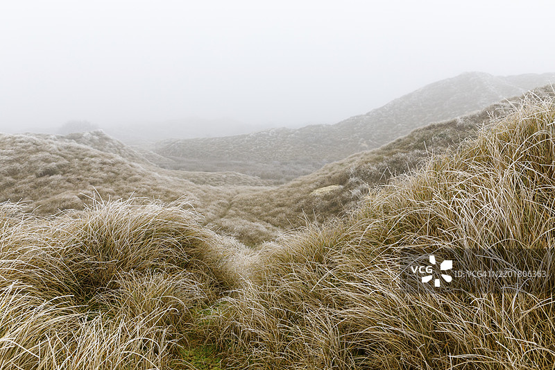 带有霜冻的沙草，德国下萨克森州诺德奈岛的雾中沙丘景观图片素材