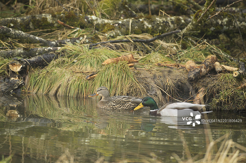 在水中游泳的绿头鸭（Anas platyrhynchos）成对，栖息地由海狸创造，德国巴伐利亚州阿尔高地区，欧洲图片素材