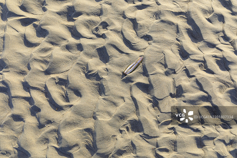 沙子中的图案，由风和水形成，位于德国下萨克森州诺德奈岛北滩的一只刀蛏之间图片素材
