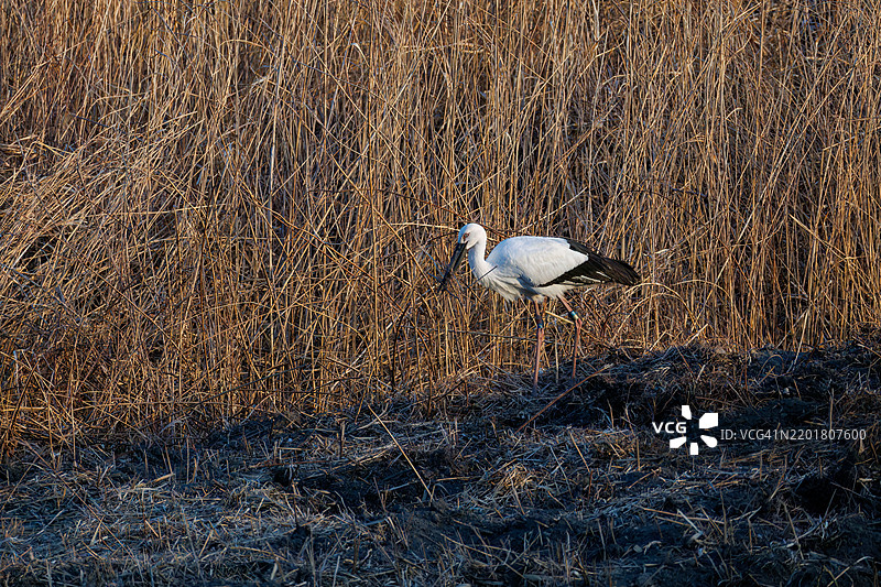 美丽而巨大的东方白鹳（Ciconia boyciana，属于鹳科）正在收集筑巢材料。渡良濑休闲区，栃木市，栃木县 - 2025图片素材
