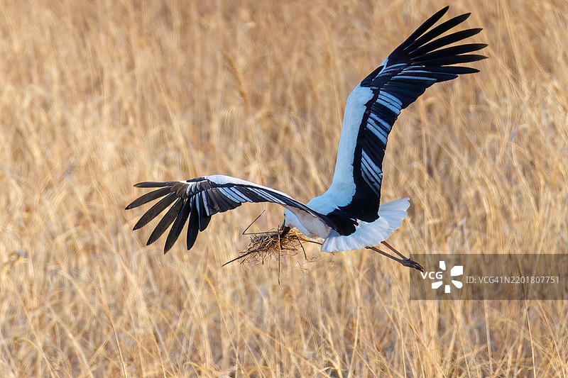 收集筑巢材料。美丽而巨大的东方白鹳（Ciconia boyciana，鹳科）拍打着翅膀飞出。渡良濑休闲区，栃木市，栃木县 - 2025图片素材