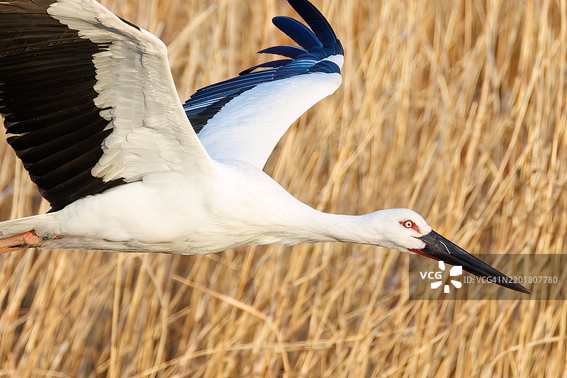 美丽而巨大的东方白鹳（白鹳，属于鹳科）正在拍打翅膀飞翔。地点：栃木市，栃木县的渡良濑休闲区 - 2025年图片素材