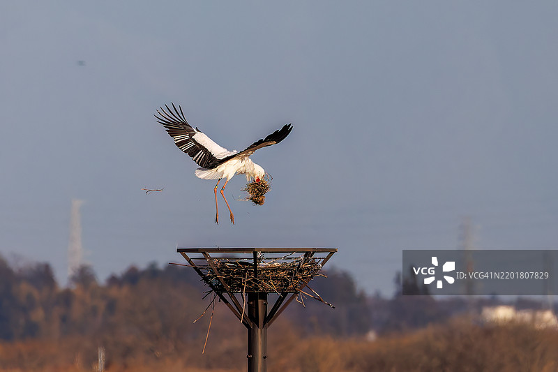 收集筑巢材料。美丽而巨大的东方白鹳（Ciconia boyciana，鹳科）拍打着翅膀飞出。渡良濑休闲区，栃木市，栃木县 - 2025图片素材
