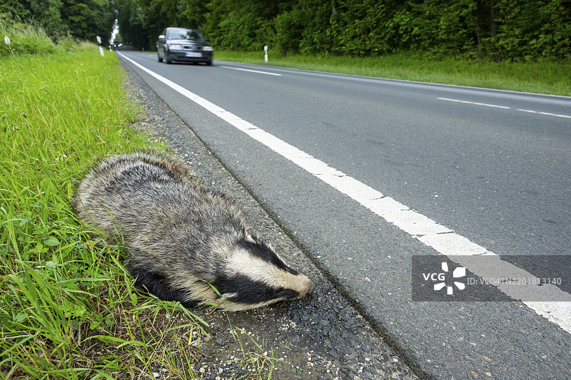 欧洲獾（Meles meles）在德国巴伐利亚的公路上死于车祸，野生动物事故，欧洲图片素材