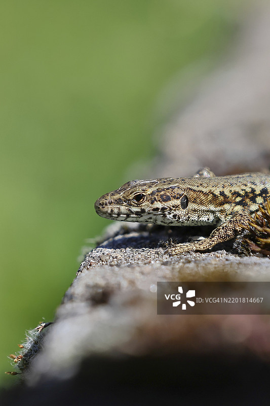 欧洲墙蜥（Podarcis muralis），在葡萄园中的肖像，爬行动物，动物，蜥蜴，科赫姆，摩泽尔，莱茵兰-普法尔茨，德国，欧洲图片素材