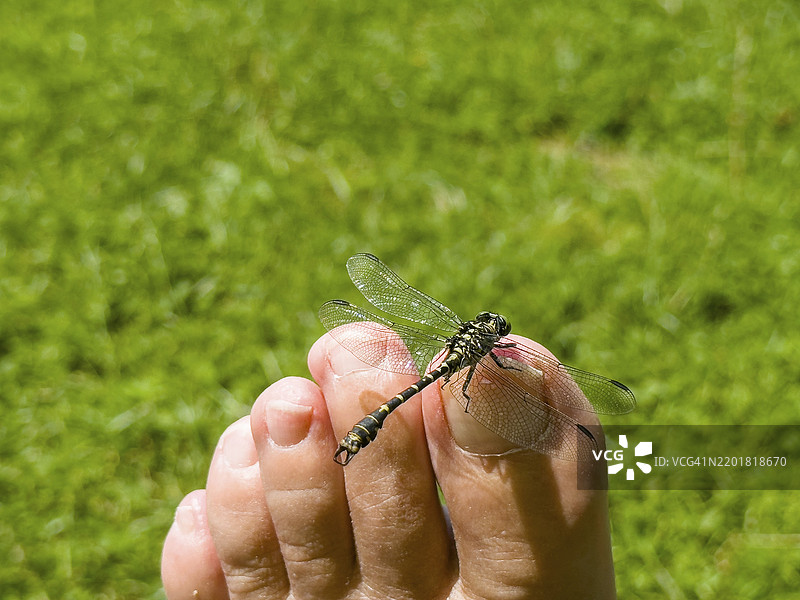 在德国巴伐利亚的诺伊贝尔湖，Onychogomphus forcipatus（叉状蜻蜓）栖息在脚趾上图片素材