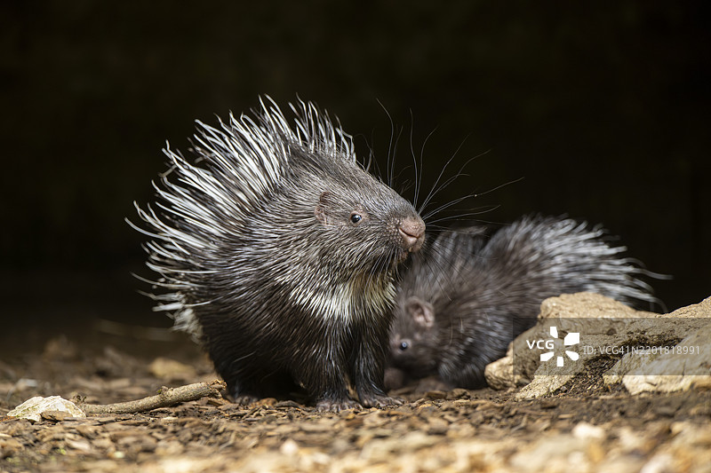 老世界豪猪（Hystrix cristata），幼崽，德国，欧洲图片素材