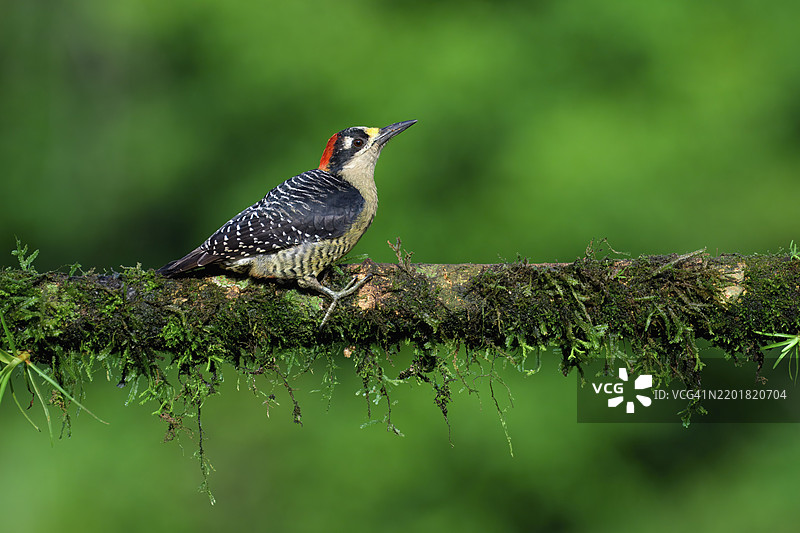 黑脸啄木鸟（Melanerpes pucherani）栖息在树枝上，哥斯达黎加，中美洲图片素材