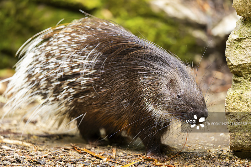 老世界豪猪（Hystrix cristata），德国，欧洲图片素材