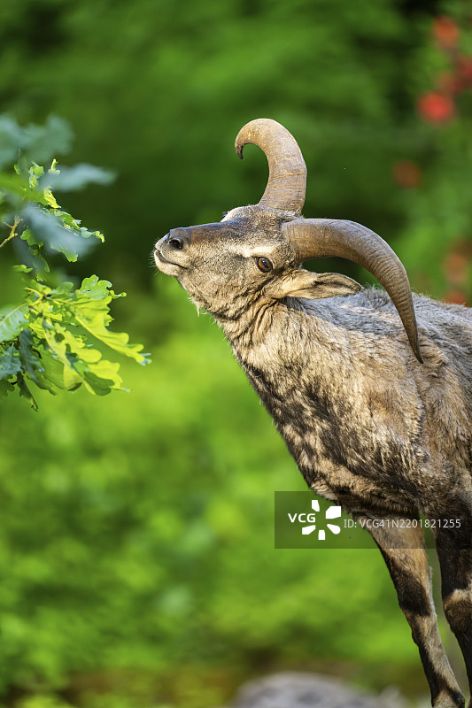 巴哈拉羊（Pseudois nayaur），肖像，巴伐利亚，德国，欧洲图片素材