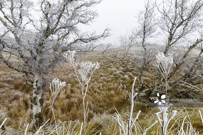 在德国下萨克森州诺德奈岛的沙丘景观中，植物上覆盖着霜冻和被风吹动的雪，笼罩在雾气中。图片素材