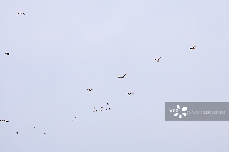 北方燕鸥(Vanellus vanellus,属于鹤鹑科)在稻田中展翅飞翔,展现出美丽的结构色。地点:神奈川县平塚市冈崎稻田 - 2025年图片素材
