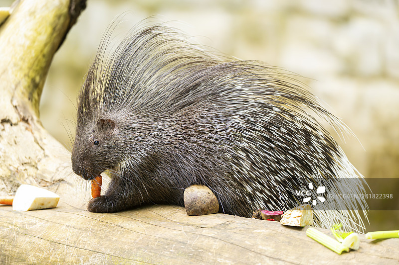 老世界豪猪（Hystrix cristata），德国，欧洲图片素材