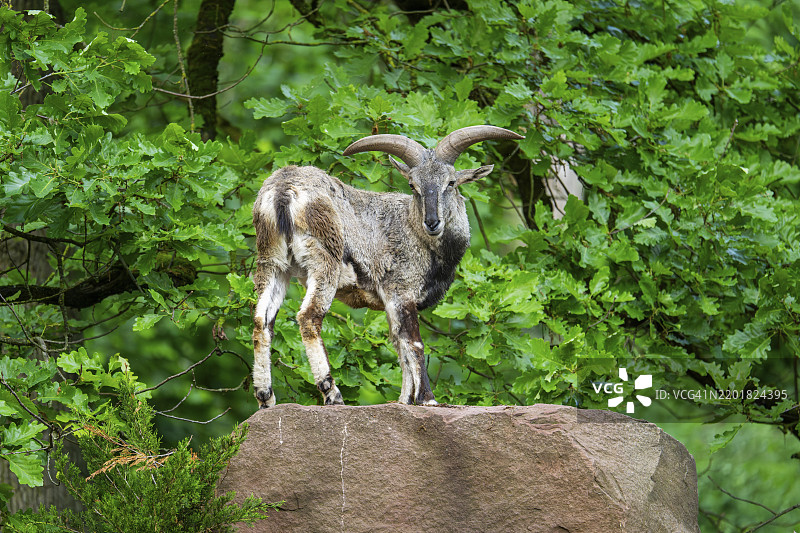 巴哈尔羊（Pseudois nayaur），站在岩石上，德国巴伐利亚，欧洲图片素材