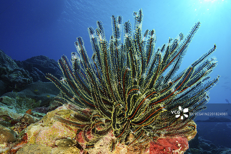 高贵羽星(Comaster nobilis)特写,海绵星从富含营养的海水中过滤浮游动物和浮游植物,形成健康完整的珊瑚礁,太平洋,雅浦岛,雅浦州,卡罗琳群岛,密克罗尼西亚联邦,澳大利亚图片素材