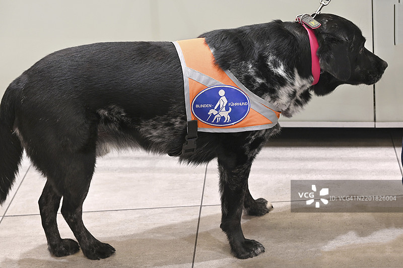 导盲犬陪伴主人购物，德国巴伐利亚，欧洲图片素材