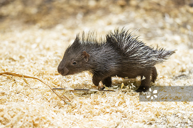 老世界豪猪（Hystrix cristata），幼崽，德国，欧洲图片素材
