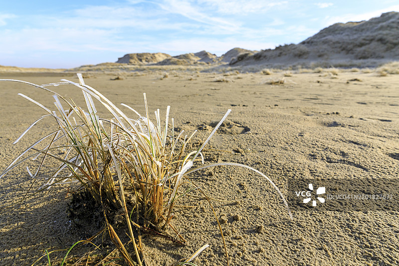 诺德奈岛，德国下萨克森州，欧洲沙丘景观中的海滩草与霜冻图片素材