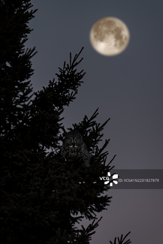 月光下的灰色大猫头鹰图片素材