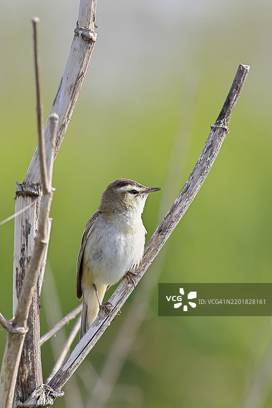 芦苇莺(Acrocephalus schoenobaenus)在灌木丛中歌唱,自然栖息地,野生动物,Lembruch,Ochsen Moor,Dümmer自然公园,德国下萨克森,欧洲图片素材