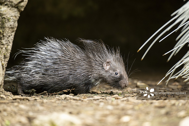 老世界豪猪（Hystrix cristata），幼崽，德国，欧洲图片素材