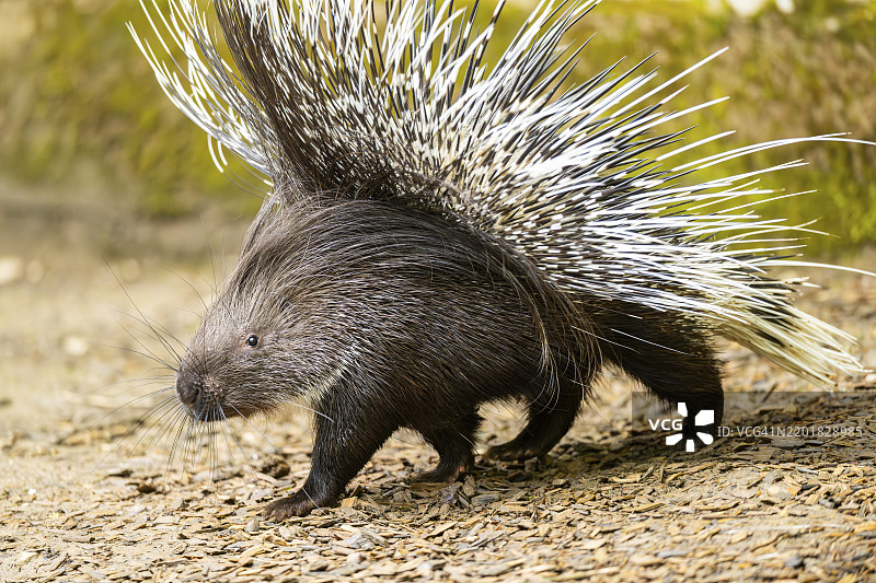 老世界豪猪（Hystrix cristata），德国，欧洲图片素材