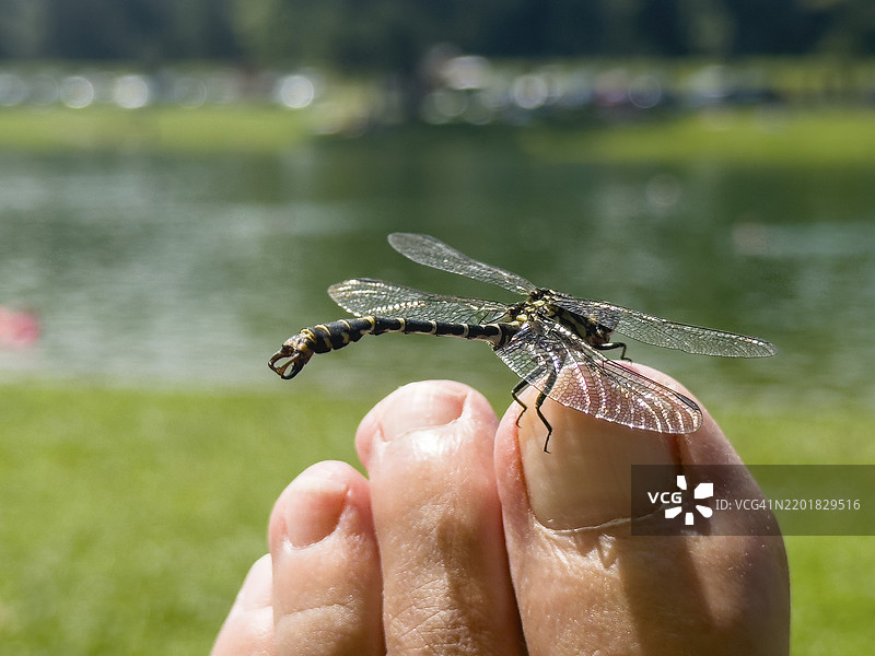在德国巴伐利亚的纽贝尔湖，Onychogomphus forcipatus（叉状蜻蜓）栖息在脚趾上。图片素材