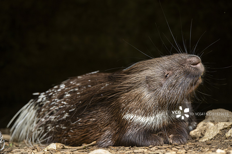 老世界豪猪（Hystrix cristata），德国，欧洲图片素材