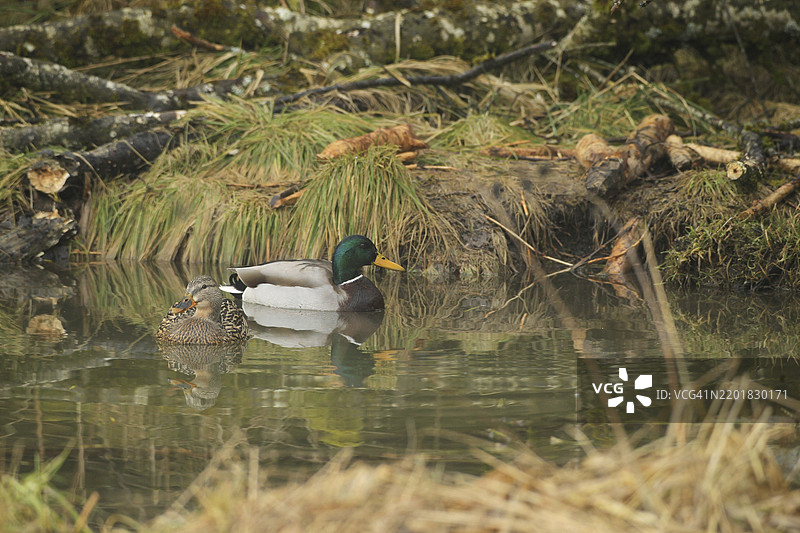 在水中游泳的绿头鸭（Anas platyrhynchos）成对，栖息地由海狸创造，德国巴伐利亚州阿尔高。图片素材