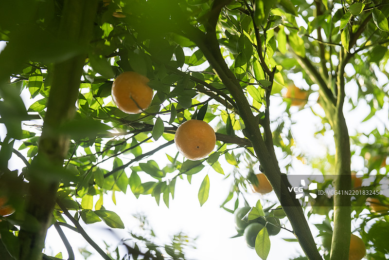 一颗成熟的橙子在郁郁葱葱的果园中，映衬着树木的绿色叶子。图片素材
